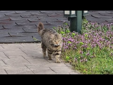 Healthy Feeding for Street Cats and Spaying for a Better Future .Starting Spring with Love