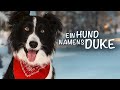 Ein Hund Namens Duke FAMILIENFILM I Spannende Spielfilme Auf Deutsch Kostenlos Streamen