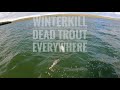 Video Thumbnail for **Winterkill** Hundreds of Big Brown Trout May 7th 2022