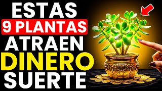 Pon Estas 9 PLANTAS en la Entrada de TU CASA y Mira lo que Sucede - Sabiduría Budista