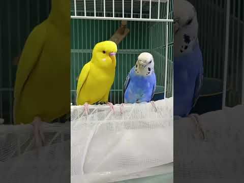 園芸 私たちの街のインコ
