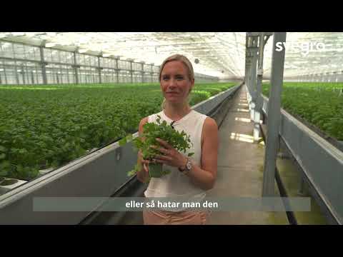 Hej Hortonom - Koriander