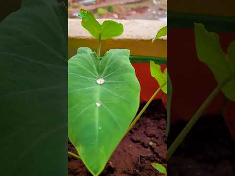 Taro Plant | Rain Drop | Monsoon | #shorts