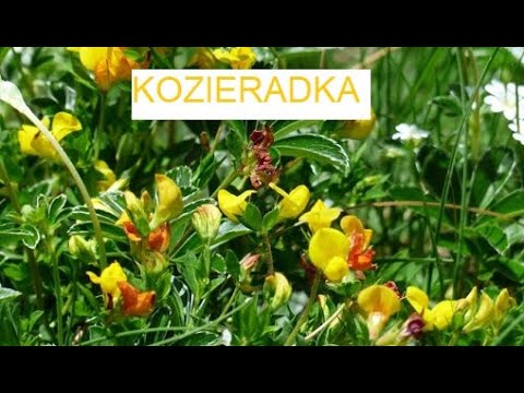 [Jerzy Drzewi] WYZDROWIEJESZ 60 # 154  KOZIERADKA – mocarne ziarnko