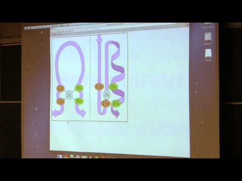 Kevin Ahern's BB 350 (Transcription III / Translation I) 2014 - #19