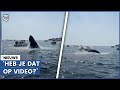 Walvis zorgt voor enorme schok bij pleziervaarders