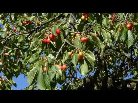 Pedro Meier Atelier-Garten – »Kirschen im Sommerwind« – Gerhard Meier Weg – Niederbipp – Switzerland