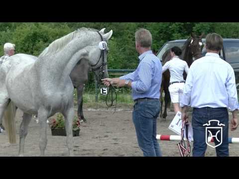 Holsteiner Fohlenchampionat 2017 - Stormarn-Lauenburg - Siegerhengstring
