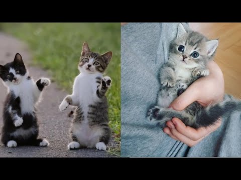 CAT'S will make you LAUGH YOUR HEAD OFF😆🐱😆Funny Cat Compilation