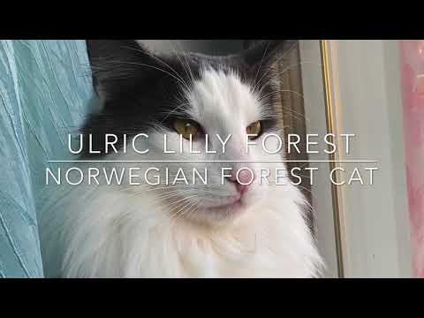 Norwegian Forest Cat ULRIC growing up (from 4 weeks to 1 year)