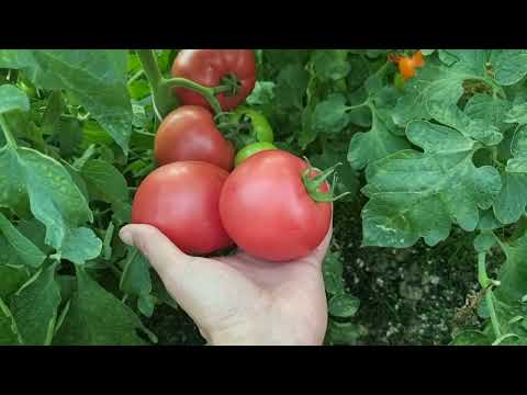 Pomidor odmiany Gusto Pink F1