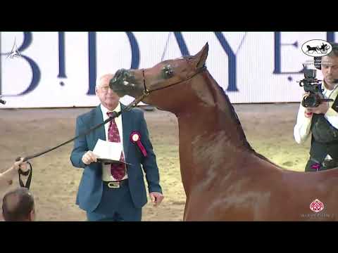 N 89 EUREKA EA   World Arabian Horse Championship 2022   PARIS   Junior Colts Section A Class 5A