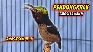 Download lagu SUARA BURUNG KOLIBRI NINJA GACOR FULL NEMBAK ISIAN MEWAH !! PANCINGAN KONIN BAHAN AGAR CEPAT EMOSI mp3 Download lagu SUARA BURUNG KOLIBRI NINJA GACOR FULL NEMBAK ISIAN MEWAH !! PANCINGAN KONIN BAHAN AGAR CEPAT EMOSI mp3