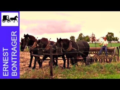 Amish Boy Farmer Planting Wheat