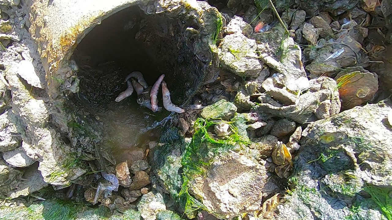 【English sub】赶海发现排水口漏鱼，遍地海鲜好兴奋，趁老板没发现赶紧捡【赶海小章】