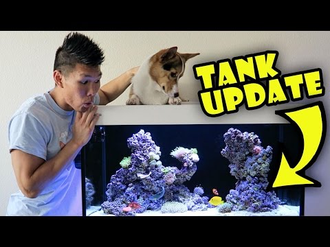 UNREAL SALTWATER TROPICAL FISH TANK SETUP? - Life After College: Ep. 482