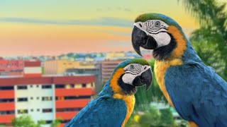 Arara Canindé - Casal de Araras Circula na Cidade Grande!