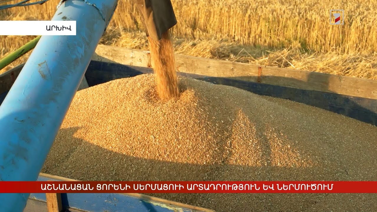Աշնանացան ցորենի սերմացուի արտադրություն և ներմուծում. իրավիճակը Հայաստանում