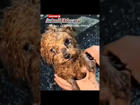 Survivor of tragedy ❤️‍🩹🥹 #survivor #dogshorts #adoptstrays