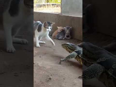 Cat's  vs  Dragon 😱#shortvideo #cat #subscribe #shortsfeed #shorts #short #viral #viralvideo #1billi