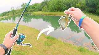 I Tried Fishing BIG Baits In SMALL Ponds (Livebait, and Magdraft)