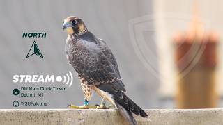 Wayne State University Peregrine Falcon Cam 2 (North) 𓅃🔰 live webcam