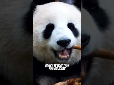 Pandas Gigantes | O Maior Erro Evolutivo?