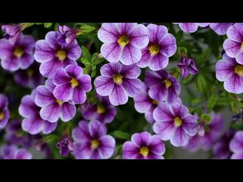 Opwekking 325 O, de glorie van uw wezen