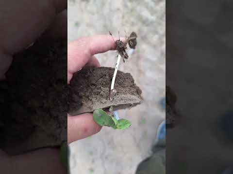 SANTIAGO DEL ESTERO 🇦🇷 Vení, descubrí con nosotros este algodón con tratamiento biológico en Bandera