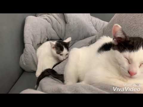 Oliver e Bart, os gatos gêmeos mais lindos