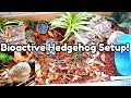 Setting Up a Bioactive Hedgehog Enclosure!