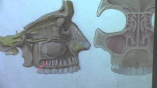 19-[Neck]Dr.Hossam Yahia (Paranasal Sinus ) 14-12-2015