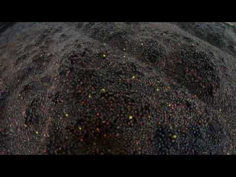 RAPOOL - Saatgut - Von der Anlieferung bis zur Verpackung