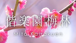 空撮 水戸 偕楽園 梅林 | Plum Blossoms in Mito Kairakuen