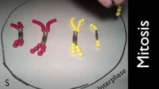 Mitosis and Meiosis Simulation