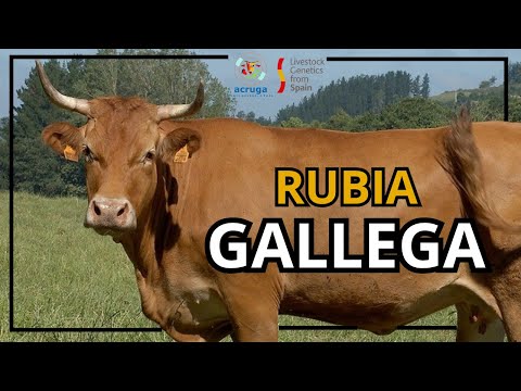 Livestock Genetics From Spain - La Vaca Rubia Gallega (ACRUGA)