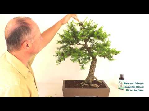 How do I prune a Larch Outdoor Bonsai Tree?