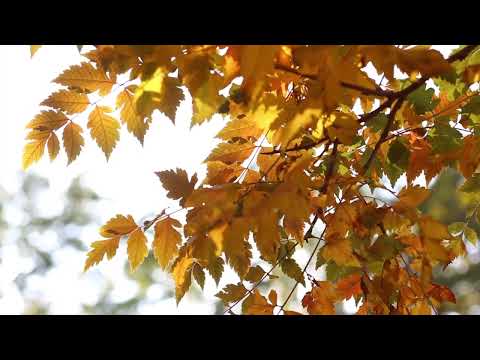 GOLDEN AUTUMN 4K. NATURE RELAXATION FILM. BEAUTIFUL MUSIC.