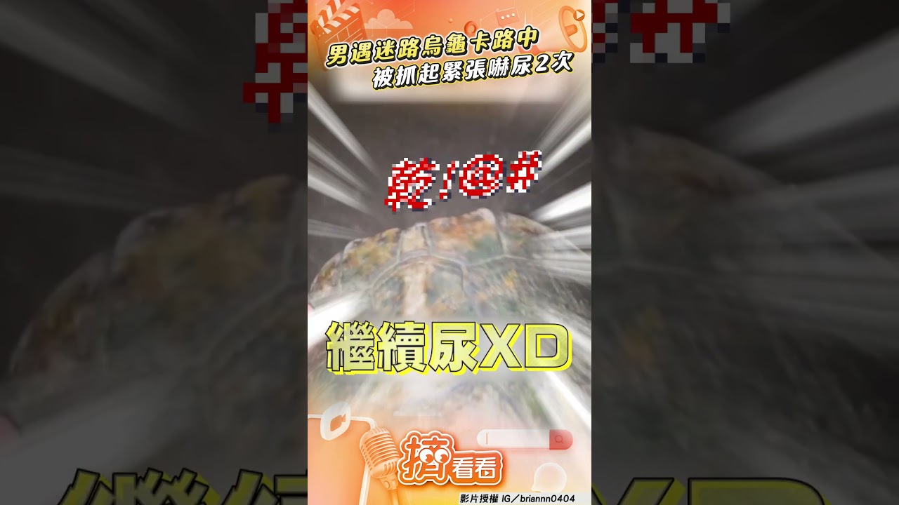 影音/男遇「迷路烏龜」卡路中急救援!抓起「秒嚇尿2次」