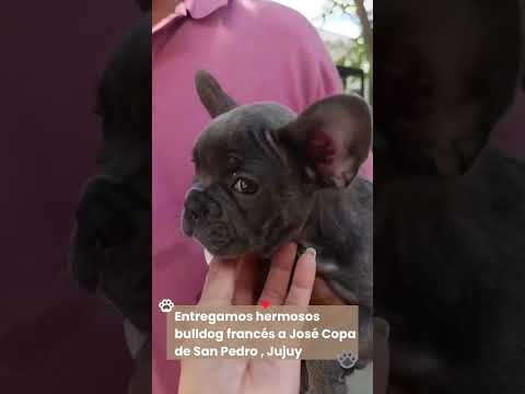 traslado de bulldog francés. Córdoba a San Pedro Jujuy.