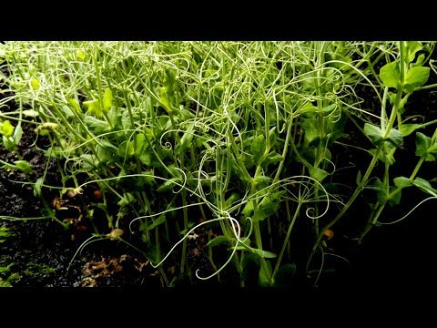 Peas Growing Time Lapse