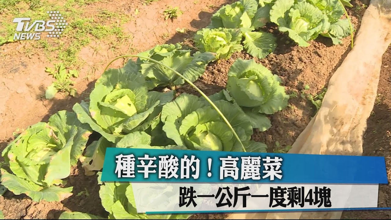 種辛酸的！　高麗菜跌1公斤一度剩4塊