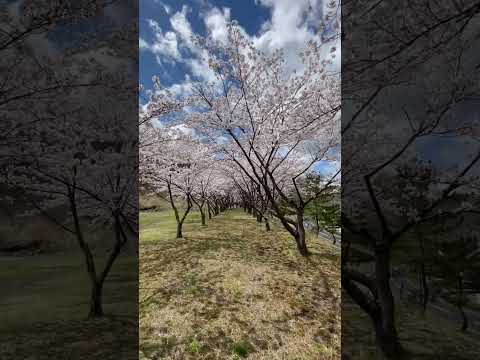 桜🌸ロードをゆっくり散策【縦画面推奨】尚絅学院大学