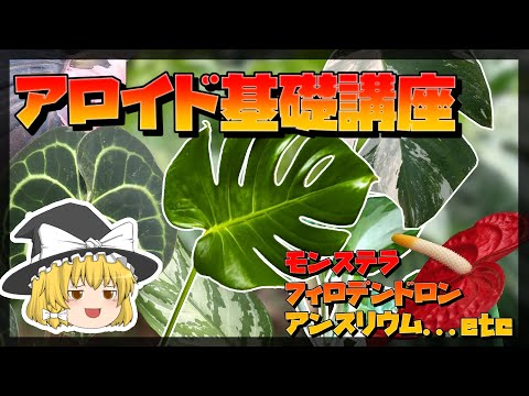 オロバンシュについて詳しく解説