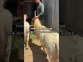 3 abandoned ponies. 6 months alone in the woods. And a pregnant 31” mare who arrived with no history