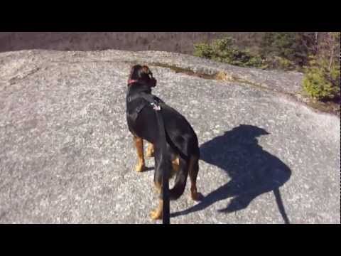 Tippy, an adopted Rottweiler & Labrador Retriever Mix in Portland, ME_image-1