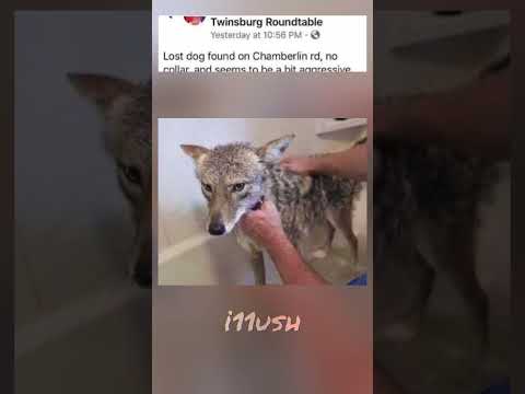 Спидран по приручению койота если вы пенсионер (мировой рекорд)