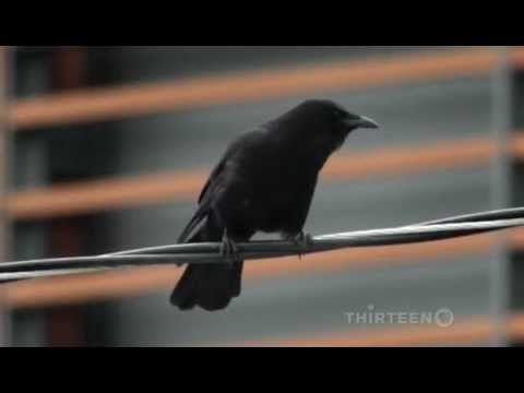 Crows : Documentary on The Intelligent World of Crows (Full Documentary)