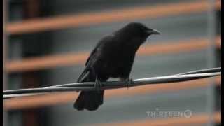 Crows : Documentary on The Intelligent World of Crows (Full Documentary)