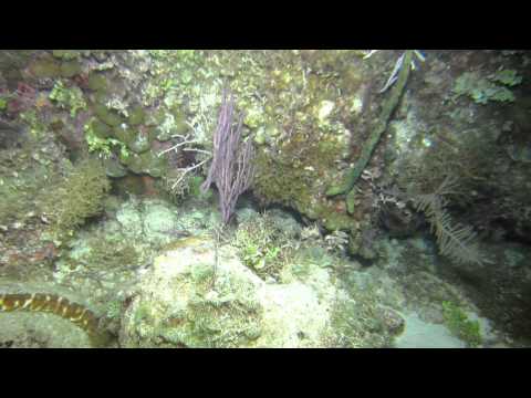 Caribbean Spiny Lobster W/ Moray Eel - Night Dive @  Crab Mountain Reef Bahamas